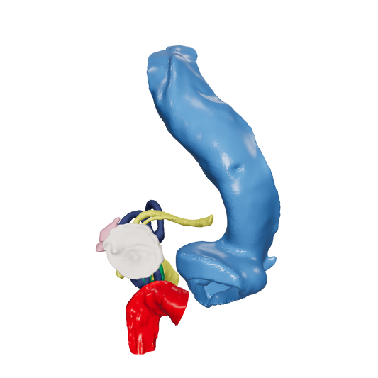 Colorized 3D temporal bone anatomy to teach junior trainees and medical students who are transitioning to otolaryngology residency.