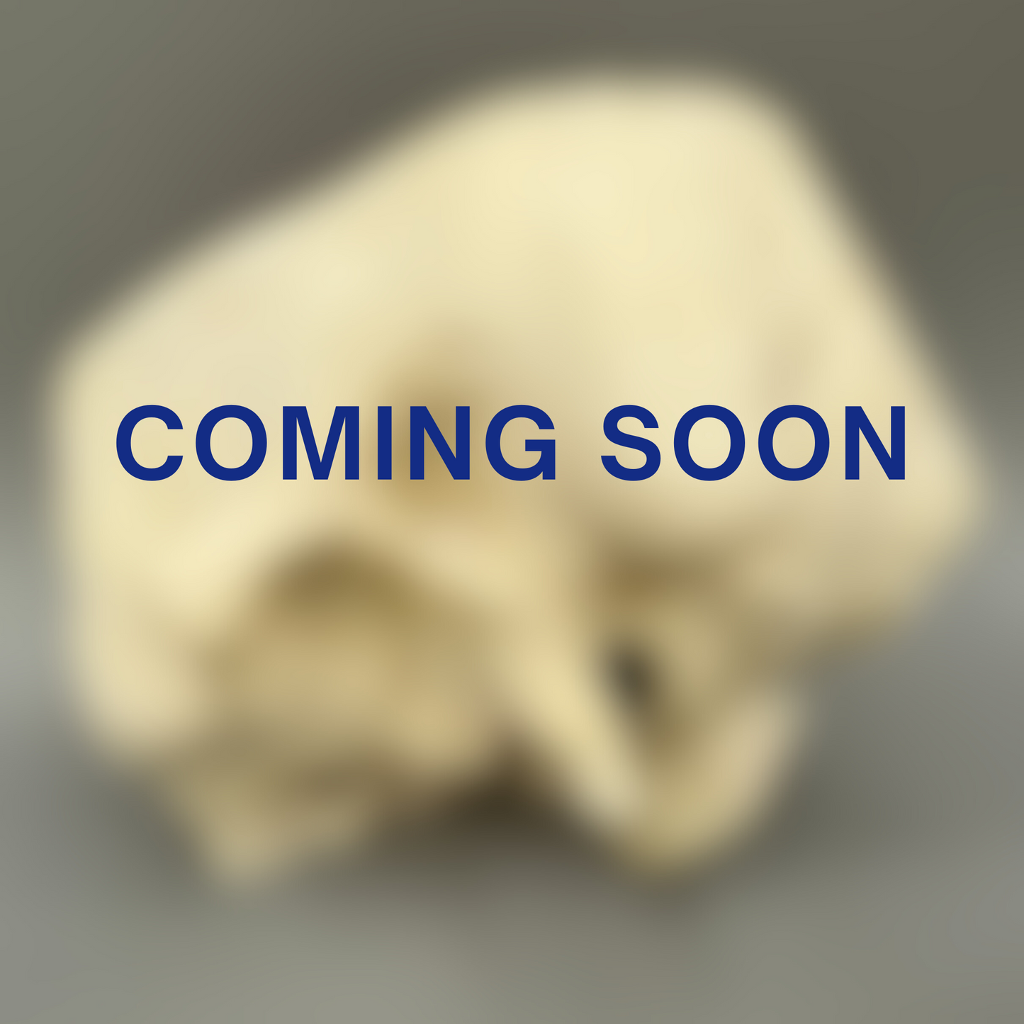 Epsilon-Right OpenEar 3D Temporal Bones