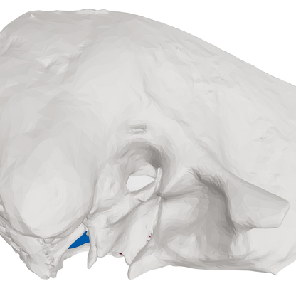 Rotate and zoom 3D temporal bone to see structures.