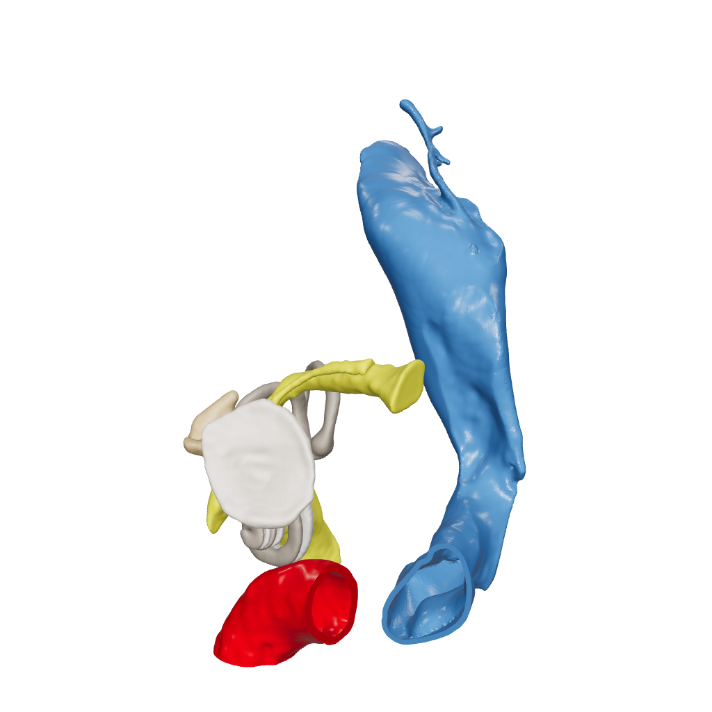 Temporal bone anatomy for OpenEar Eta-Left, remixed by Augment Surgery.