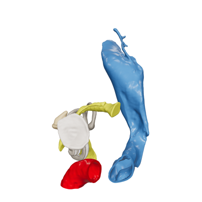 Temporal bone anatomy for OpenEar Eta-Left, remixed by Augment Surgery.