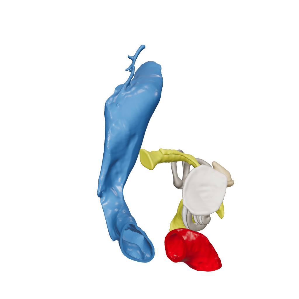 Temporal bone anatomy for OpenEar Eta-Right, remixed by Augment Surgery.