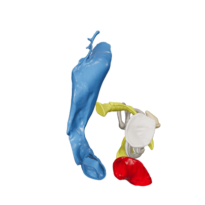 Temporal bone anatomy for OpenEar Eta-Right, remixed by Augment Surgery.