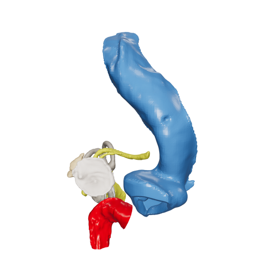Temporal bone anatomy for OpenEar Gamma-Left, remixed by Augment Surgery.