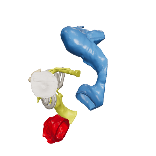Temporal bone anatomy for OpenEar Zeta-Left, remixed by Augment Surgery.