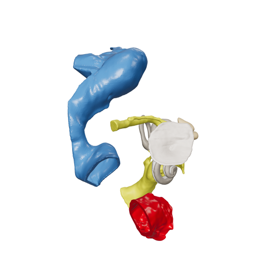 Temporal bone anatomy for OpenEar Zeta-Right, remixed by Augment Surgery.